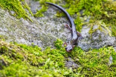Red-backed Salamander, "lead-backed" morph