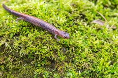 Red-backed Salamander, "striped" morph