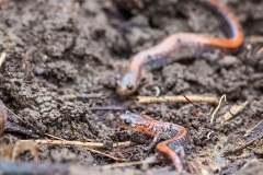 Mated pair of Red-backed Salamanders