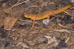 Red-spotted Newt, terrestrial, pre-adult "red eft" stage