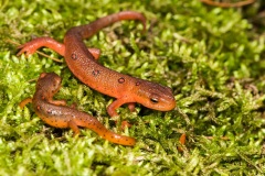 1-year-old and 2-year-old red efts