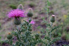 New Mexican thistle
