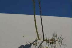 Soaptree yucca
