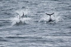 Dolphins porpoising