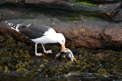 Great Black-backed Gull feeding on Puffin