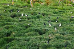 Puffins at nesting burrows, Witless Bay Ecological Reserve