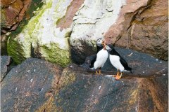 Puffins often mate for life