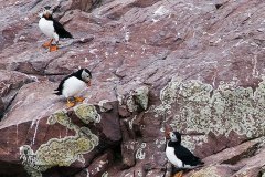 Puffins walk and hop along rocky cliffs like penguins