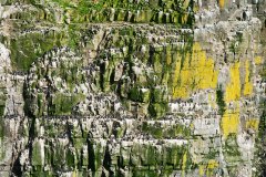 Cliff-nesting seabirds: Murres and Kittiwakes