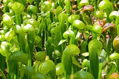 Cobra Lilies, carnivorous pitcher plants, Darlingtonia State Natural Site