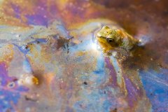 Pacific Tree Frog, 1-cm-long froglet in pond scum