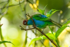 A curious Bay-headed Tanager