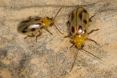 Unidentified beetles