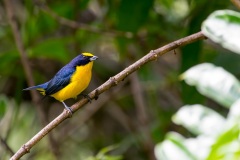 Thick-billed Euphonia, male