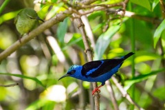 Red-legged Honeycreepers, female spying on male