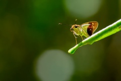 Skipper butterfly