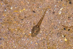 Tadpole, possibly of Boquete Rocket Frog
