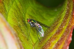 Condylostylid Long-legged Fly