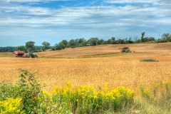 Fields near St. Jacobs