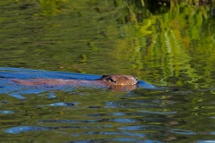 Beaver in Beaver Lake, Stanley Park
