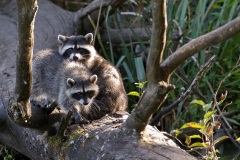 Raccoons, Stanley Park